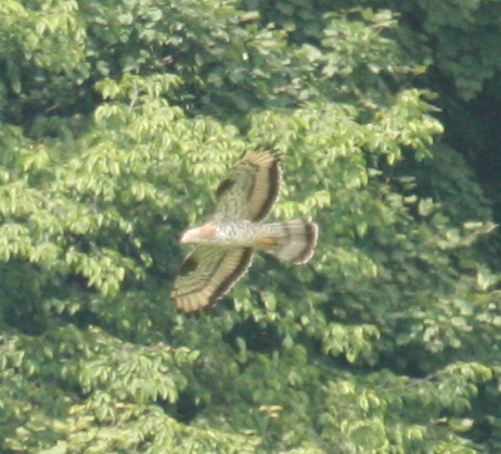 Che rapace ho visto? Falco pecchiaiolo